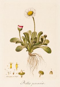 雏菊，约1770-1790。