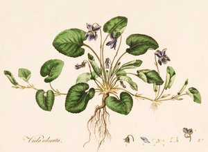 Viola odorata, Sweet Violet, 约1770-1790。