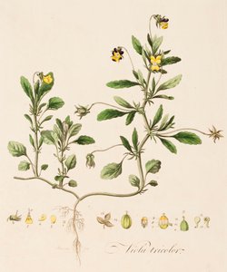 三色堇，野堇，约1770-1790。