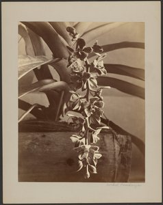 锡兰兰花 作者 威廉·路易斯·亨利·斯基恩