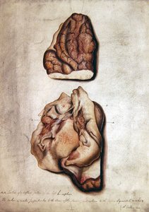 大脑研究III，约1850年（纸上水彩）。 作者 威廉·洛弗