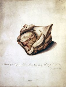 大脑研究II，约1850年（纸上水彩）。 作者 威廉·洛弗