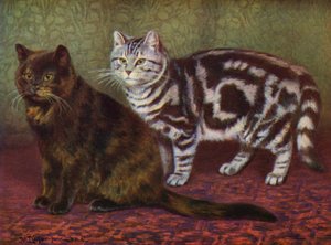 玳瑁猫和虎斑猫》（彩色石印版）
