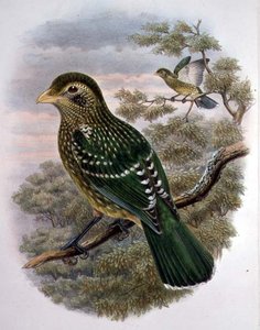 绿猫鸟（彩色平版）Ailuroedus Crassirostris