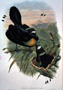 阿尔法克六线天堂鸟（彩色平版画