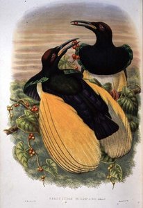 天堂鸟。十二线鸟，Seleucidis Melanoleuca（彩色平版）。
