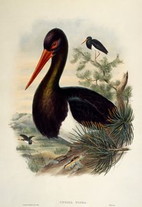 黑鹳（Ciconia nigra），石版画，选自《大不列颠的鸟》。