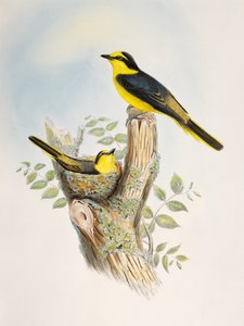 褐腰子狸（Pericrocotus cantonensis），石版画，选自《亚洲鸟类》。