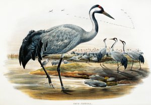 普通鹤（Grus cinerea），石版画，选自《大不列颠的鸟》。