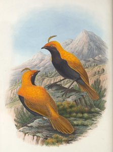 哈特 Cnemophilus macgregorii 作物 作者 威廉·马修·哈特