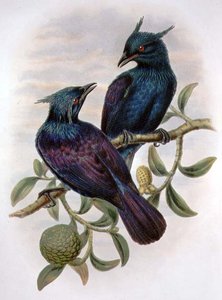Phonygama Purpureiviolacea（彩色平版）。