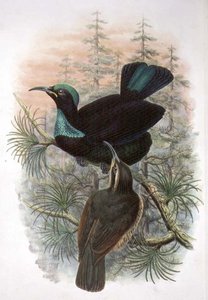 Ptiloris Victoriae, Victoria Rifle Bird of Paradise (彩色平版)