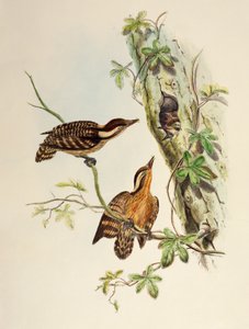 巽他啄木鸟（Dendrocopos moluccensis），石版画，来自《亚洲鸟类》。 作者 威廉·马修·哈特