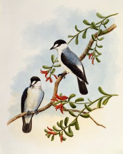 Torrent Robin (Monachella muelleriana)，由英国威廉马修哈特 (1830-1908) 雕刻