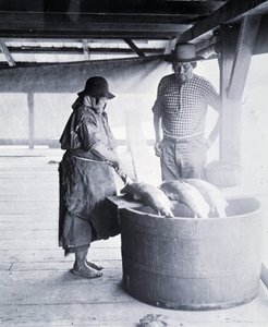 Indian Salmon Cleaner，靠近新威斯敏斯特，不列颠哥伦比亚省（加拿大省）
