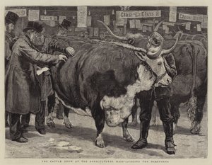 在农业大厅的牛展，判断Herefords