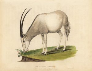 Arabian oryx or white oryx, Oryx leucoryx. Vulnerable. 作者 威廉·斯梅利