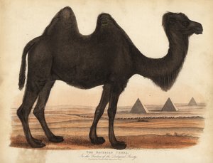 双峰骆驼，Camelus bactrianus。 作者 威廉·斯梅利