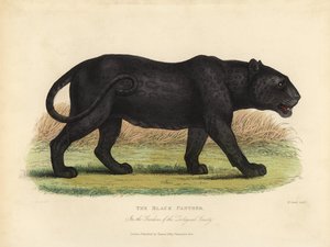 黑豹、Panthera pardus 或 Panthera onca。 作者 威廉·斯梅利