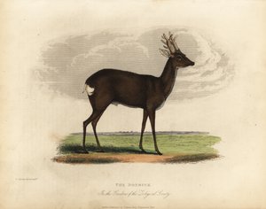 欧洲狍子，Capreolus capreolus。 作者 威廉·斯梅利