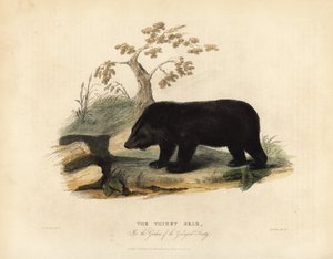 Himalayan black bear, Ursus thibetanus laniger. 作者 威廉·斯梅利