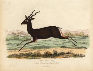 Indian antelope or blackbuck, Antilope cervicapra. 作者 威廉·斯梅利