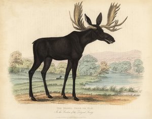 驼鹿或麋鹿，Alces alces。 作者 威廉·斯梅利