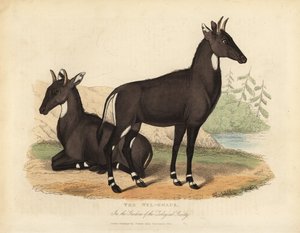 尼尔盖或蓝公牛，Boselaphus tragocamelus。 作者 威廉·斯梅利
