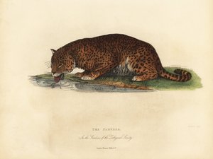 黑豹，Panthera pardus或Panthera onca。 作者 威廉·斯梅利