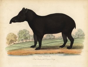 南美貘，Tapirus terrestris，脆弱。 作者 威廉·斯梅利