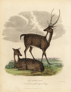 Swamp deer or barasingha, Rucervus duvaucelii. 作者 威廉·斯梅利