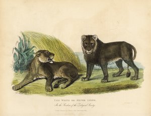 白狮或银狮，Panthera leo melanochaita。 作者 威廉·斯梅利