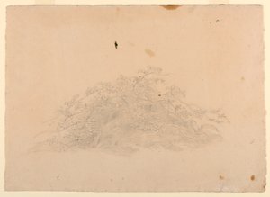 树叶研究 作者 威廉·斯坦利·哈瑟尔汀