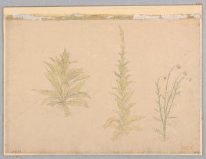 毛蕊花植物研究 作者 威廉·斯坦利·哈瑟尔汀