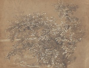 叶子 作者 威廉·特罗斯特·理查兹
