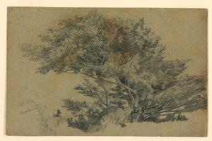 树叶研究 作者 威廉·特罗斯特·理查兹
