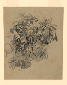 树叶研究 作者 威廉·特罗斯特·理查兹