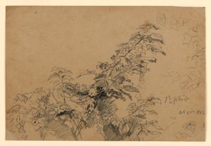 树叶研究 作者 威廉·特罗斯特·理查兹