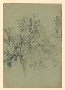 树叶研究 作者 威廉·特罗斯特·理查兹