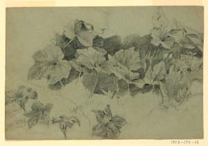 树叶研究 作者 威廉·特罗斯特·理查兹