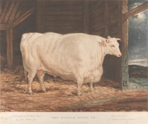 达勒姆白牛》（The Durham White Ox）/改良的蒂斯水牛品种，/作者：约翰-内萨姆（John Nesham, Esqr）。/ 杜伦霍顿勒斯普林饲养和喂养