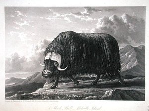 梅尔维尔岛的麝香牛，摘自《1819-20年发现从大西洋到太平洋的西北通道的航行日志》，作者威廉-爱德华-帕里，1821年出版（雕刻）。 作者 威廉韦斯特尔