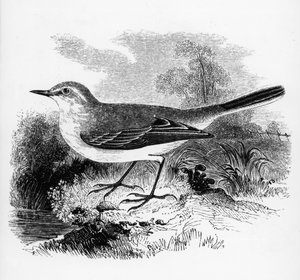 Ray&39;s Wagtail，来自William Yarrell的“英国鸟类历史”的插图，首次出版于1843年