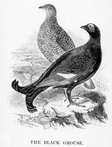 黑色松鸡，威廉·亚瑞尔的“英国鸟类史”中的插图，首次出版于1843年 作者 威廉·亚雷尔
