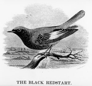 The Black Redstart，来自William Yarrell的“英国鸟类史”的插图，首次出版于1843年（木刻）