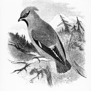 波希米亚雀，威廉·亚瑞尔的“英国鸟类史”中的插图，首次出版于1843年