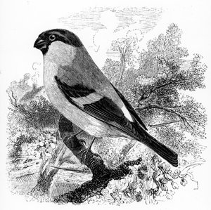 布尔芬奇，威廉·亚雷尔的“英国鸟类史”中的插图，首次出版于1843年