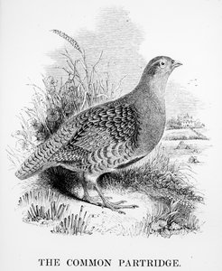 Common Partridge，来自William Yarrell的“英国鸟类史”的插图，首次出版于1843年