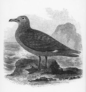 Common Skua，来自William Yarrell的“英国鸟类史”的插图，首次出版于1843年