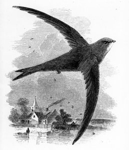Common Swift，来自William Yarrell的“英国鸟类史”的插图，首次出版于1843年